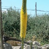 Agave vilmoriniana JL (available in two pot size)